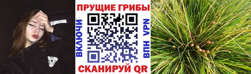 цена наркотик  Тотьма  Псилоцибиновые грибы Psilocybe 